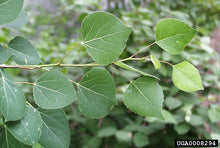 Load image into Gallery viewer, Trembling Aspen