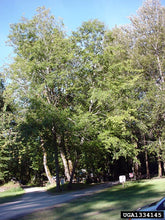 Load image into Gallery viewer, Red Alder