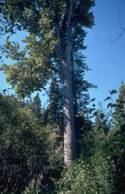 Load image into Gallery viewer, Black Cottonwood