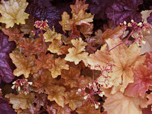 Load image into Gallery viewer, Crevice alumroot