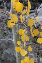Load image into Gallery viewer, Trembling Aspen