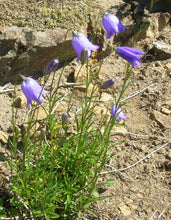 Load image into Gallery viewer, Harebell