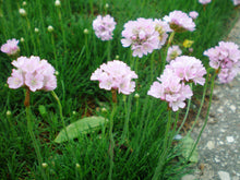 Load image into Gallery viewer, Sea Thrift