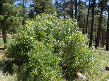 Load image into Gallery viewer, Blue Elderberry