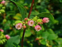 Load image into Gallery viewer, Snowberry