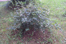 Load image into Gallery viewer, Snowberry