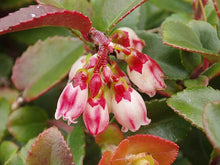 Load image into Gallery viewer, Evergreen Huckleberry