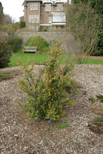 Load image into Gallery viewer, Evergreen Huckleberry