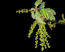 Load image into Gallery viewer, Garry Oak