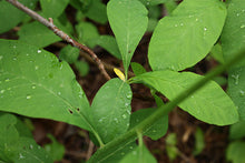 Load image into Gallery viewer, Osoberry