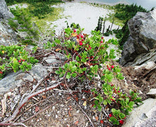 Load image into Gallery viewer, Kinnikinnick