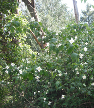 Load image into Gallery viewer, Lewis' Mock Orange