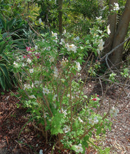 Load image into Gallery viewer, Mock Orange