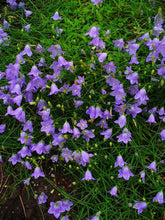 Load image into Gallery viewer, Harebell