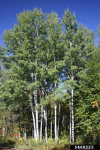 Load image into Gallery viewer, Trembling Aspen