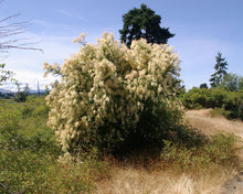 Load image into Gallery viewer, Oceanspray