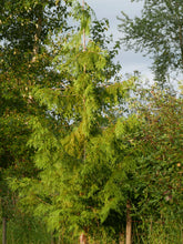 Load image into Gallery viewer, Western Redcedar