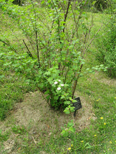 Load image into Gallery viewer, Ninebark