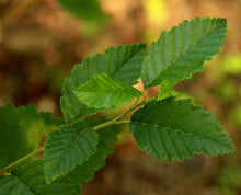 Load image into Gallery viewer, Red Alder