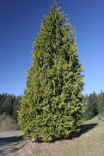 Load image into Gallery viewer, Western Redcedar