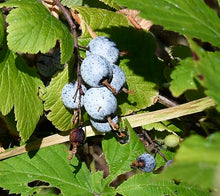 Load image into Gallery viewer, Red-flowering Currant