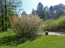 Load image into Gallery viewer, Red-flowering Currant
