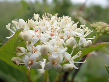 Load image into Gallery viewer, Red-osier Dogwood