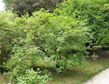 Load image into Gallery viewer, Red-osier Dogwood