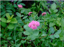 Load image into Gallery viewer, Flat Top Spiraea