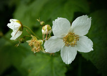 Load image into Gallery viewer, Thimbleberry