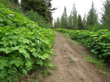 Load image into Gallery viewer, Thimbleberry