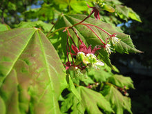 Load image into Gallery viewer, Vine Maple