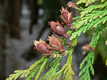 Load image into Gallery viewer, Western Redcedar