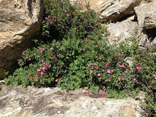 Load image into Gallery viewer, Woods Rose