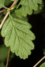 Load image into Gallery viewer, Oceanspray