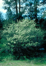 Load image into Gallery viewer, Black Hawthorne