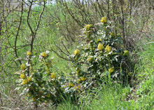 Load image into Gallery viewer, Tall Oregon Grape