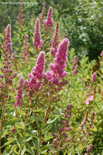 Load image into Gallery viewer, Hardhack