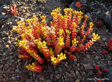 Load image into Gallery viewer, Spreading Stonecrop