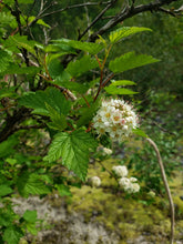 Load image into Gallery viewer, Ninebark