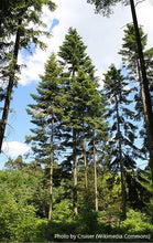 Load image into Gallery viewer, Grand Fir