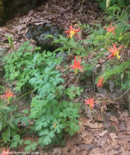 Load image into Gallery viewer, Western Red Columbine