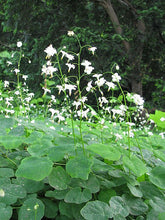 Load image into Gallery viewer, Inside-out Flower