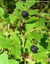 Load image into Gallery viewer, Black Huckleberry