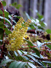 Load image into Gallery viewer, Dull Oregon Grape