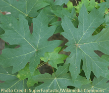 Load image into Gallery viewer, Bigleaf Maple
