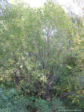 Load image into Gallery viewer, Pacific Willow