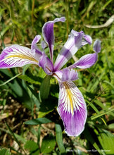 Load image into Gallery viewer, Oregon Iris