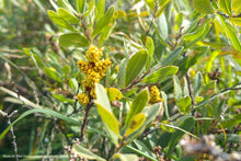 Load image into Gallery viewer, Sweet Gale