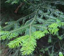 Load image into Gallery viewer, Grand Fir